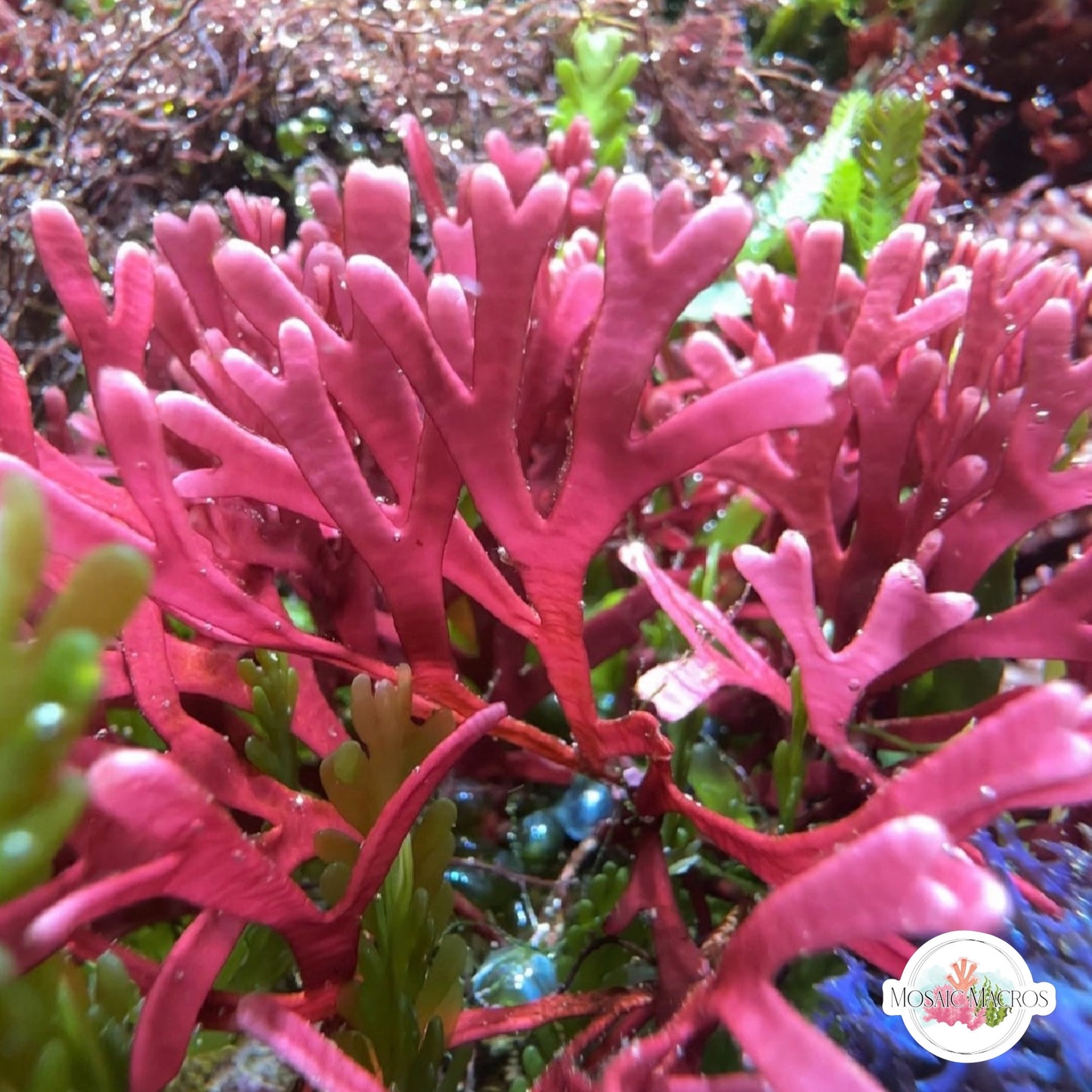 Flat-Branched Pink Thicket Macroalgae | Dichotomaria marginata