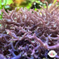 Blue Hypnea Macroalgae | Hypnea pannosa