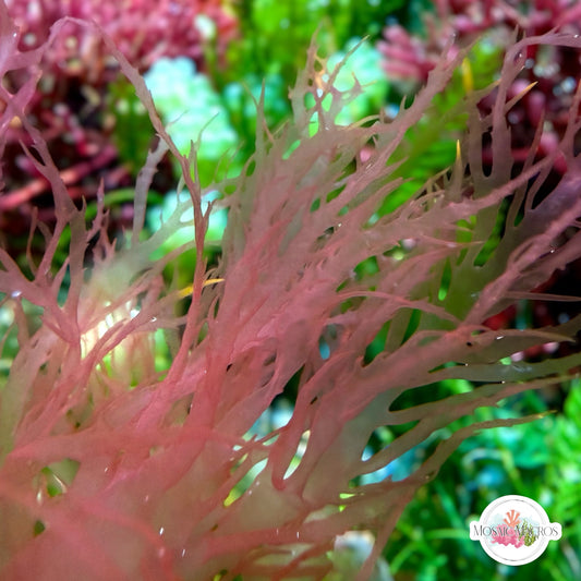 Pink Dragon’s Breath Macroalgae | Halymenia floresia