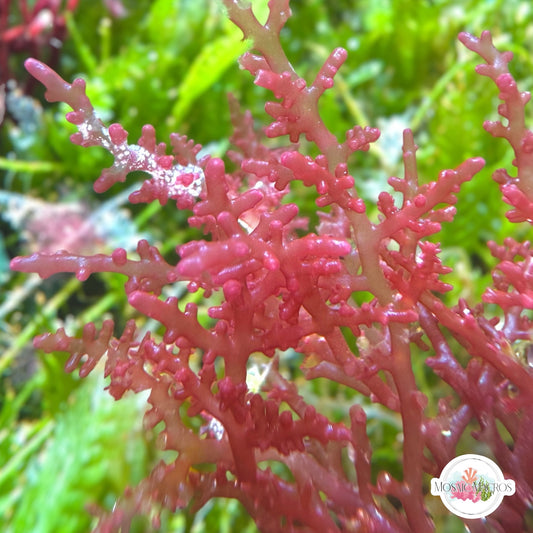 Succulent Laurencia Macroalgae | Laurencia sp.