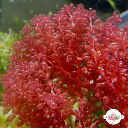 Red Grape Macroalgae | Botryocladia occidentalis