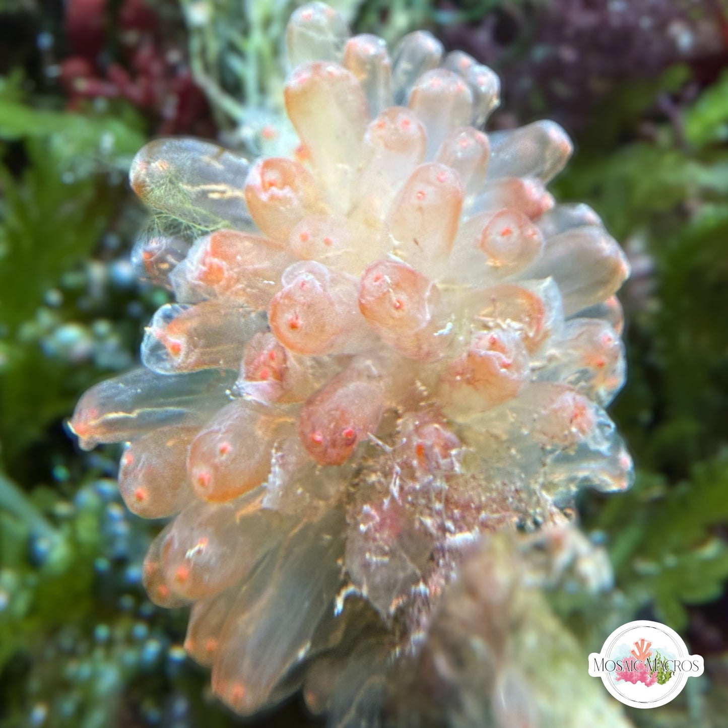 Orange Ghost Colonial Sea Squirt | Pycnoclavella spp.