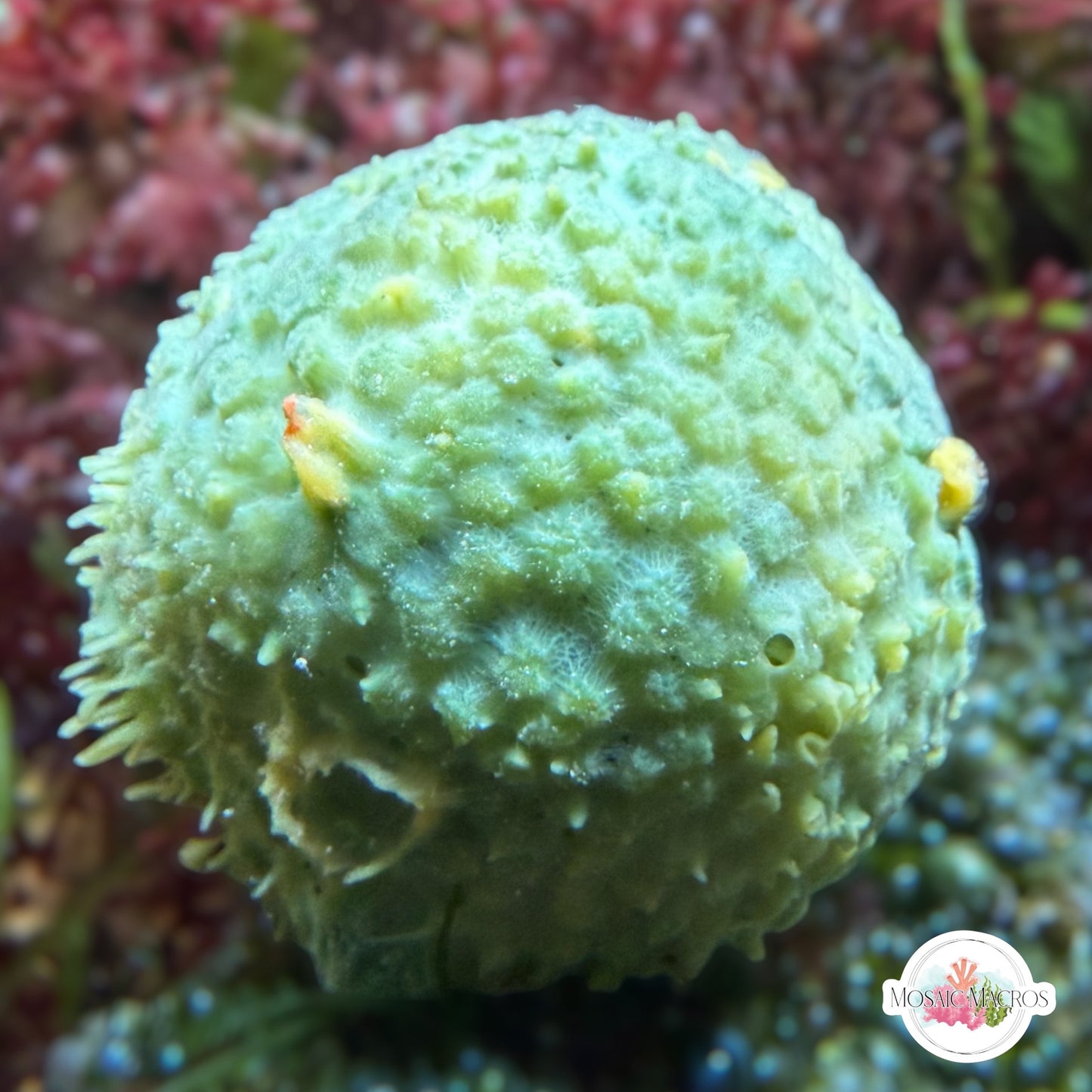 Blue-Green Ball Sponge | Cinachyra sp.