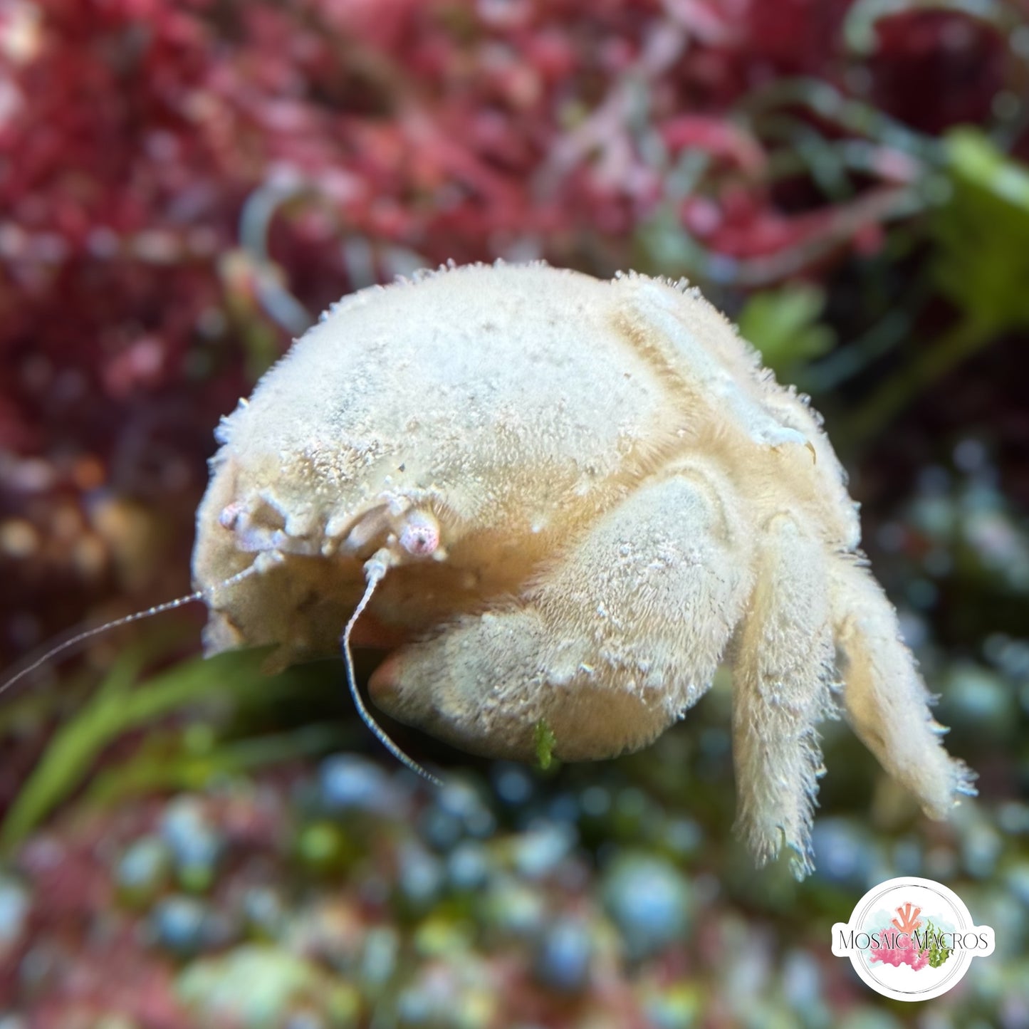 Helmet Sponge Crab | Cryptodromia antillensis