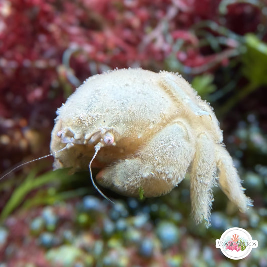 Helmet Sponge Crab | Cryptodromia antillensis