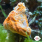 Sponge Decorator Crab | Marcocoeloma trispinosum