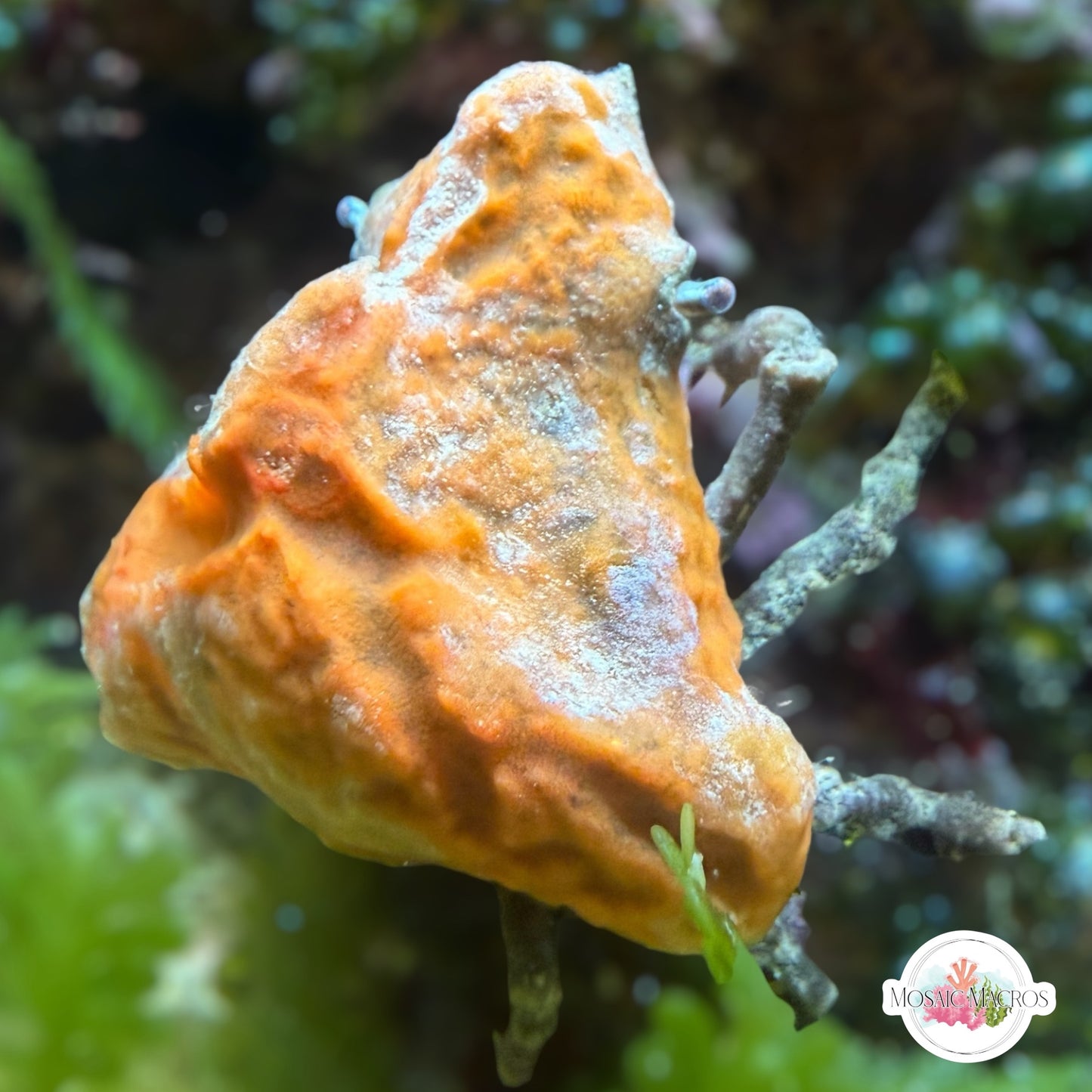 Sponge Decorator Crab | Marcocoeloma trispinosum