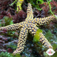 Conical-Spined Starfish | Echinaster sentus