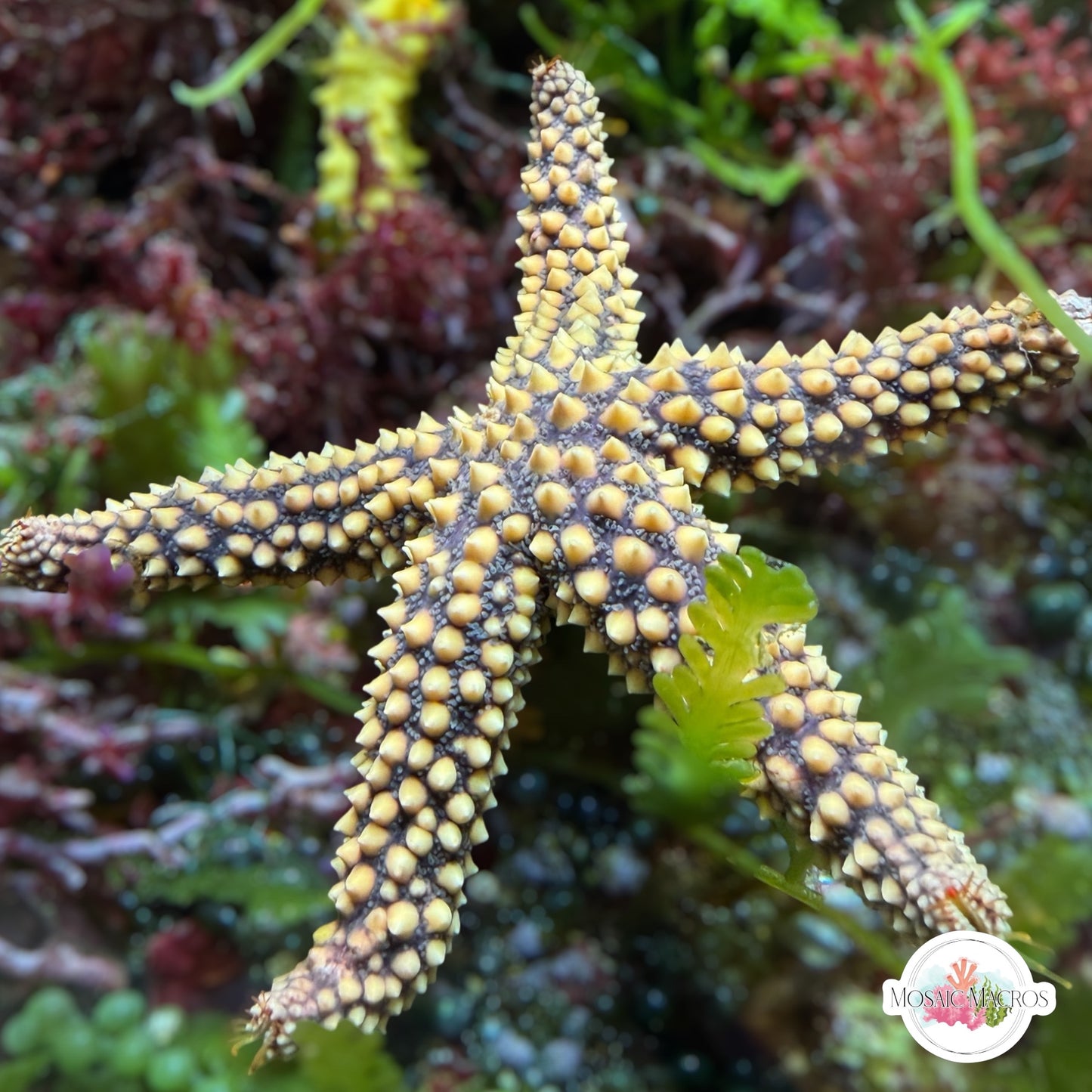 Conical-Spined Starfish | Echinaster sentus