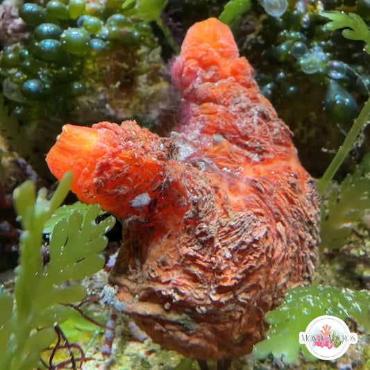 Orange Sea Squirt | Polycarpa sp.