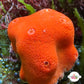 Orange Sponge | Unknown sp.