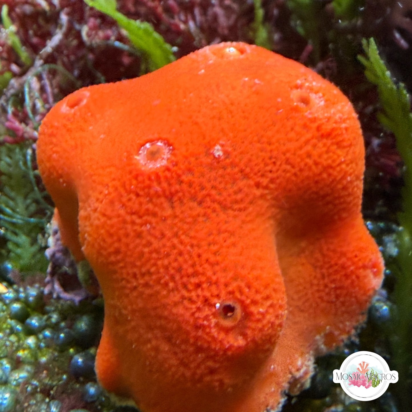 Orange Sponge | Unknown sp.