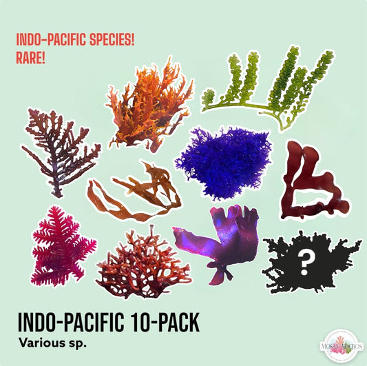 10-Pack Indo-Pacific Macroalgae Bundle | Various Species