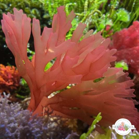 Red Finger Nemastoma Macroalgae | Nemastoma sp.