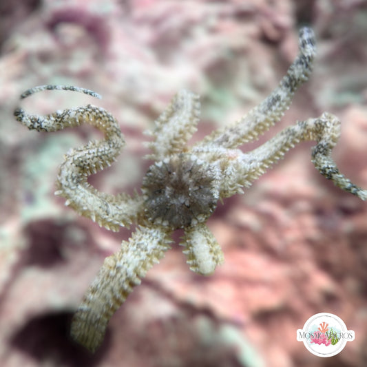 Micro Brittle Star | Ophiuroids spp.