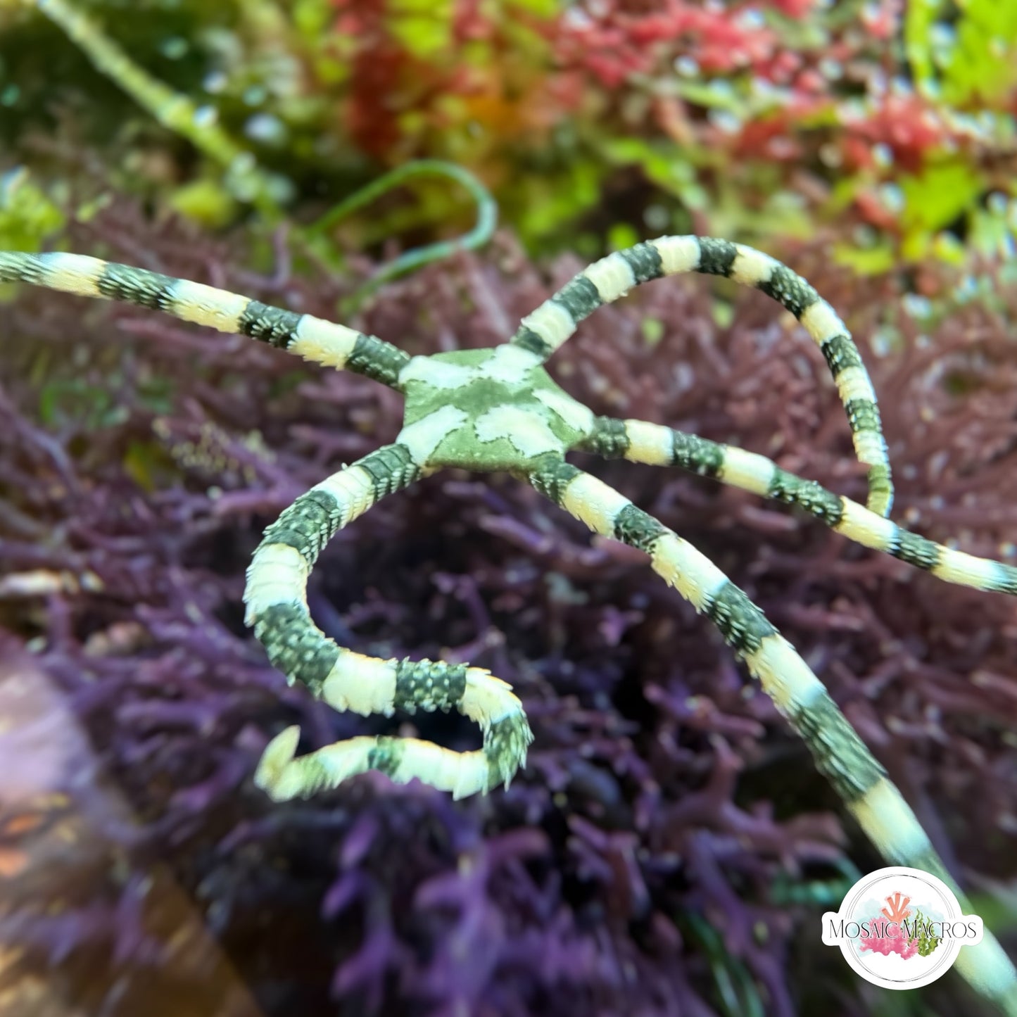 Harlequin Serpent Star | Ophiuroids spp.
