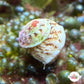 Smooth Atlantic Tegula Snail | Tegula fasciata