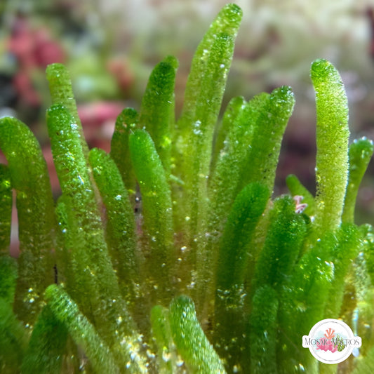 Fern Finger Macroalgae | Batophora sp.