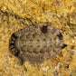Fuzzy Chiton | Acanthopleura sp.