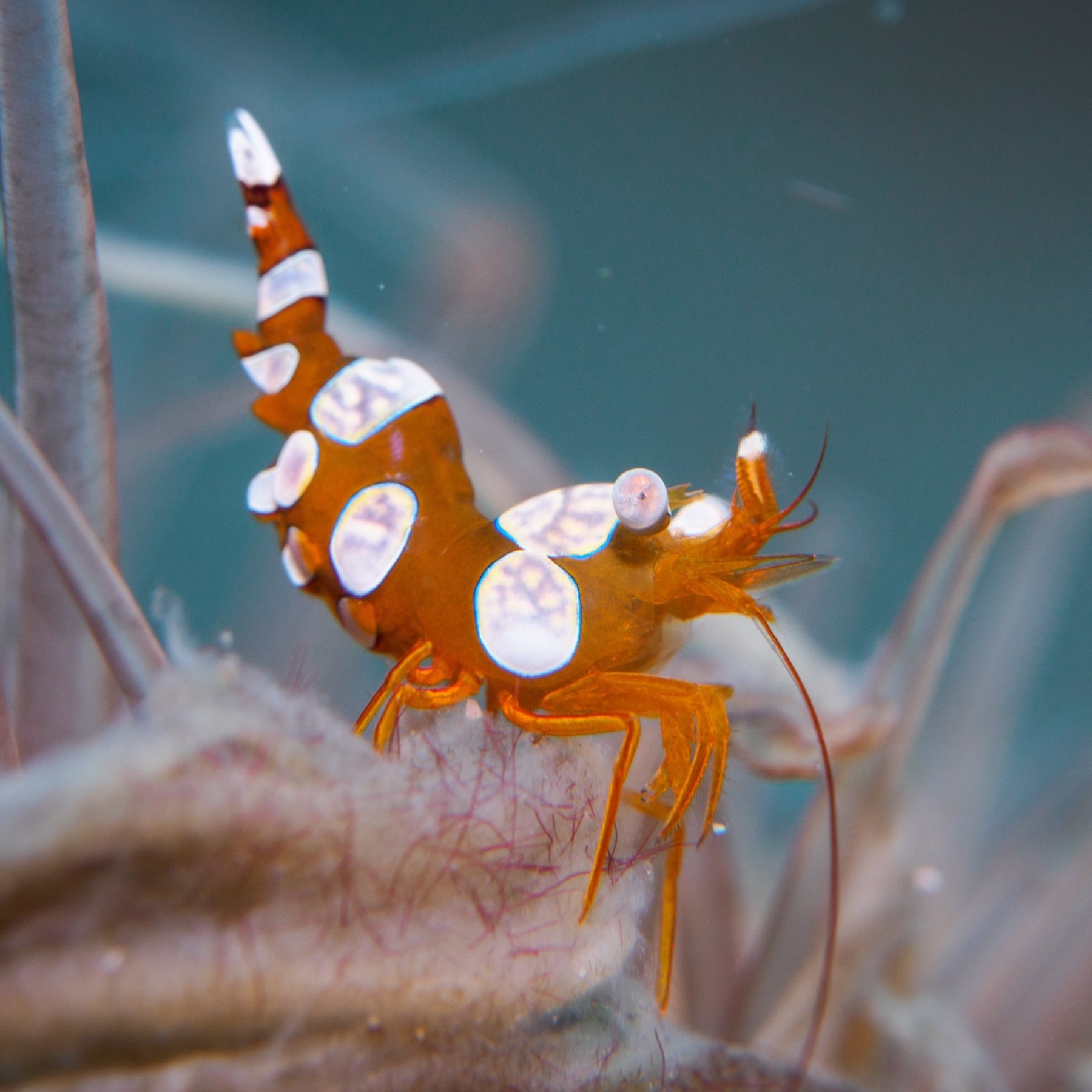 Anemone Shrimp – MosaicMacros