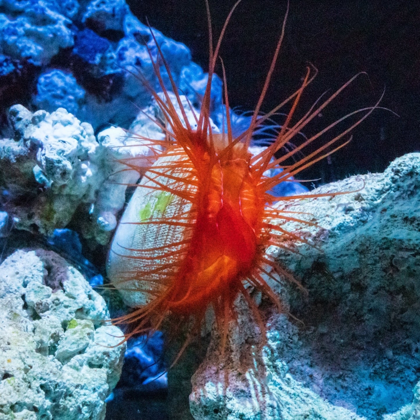 Flame Scallop | Ctenoides scaber