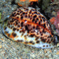 Tiger Cowrie Snail | Cypraea tigris
