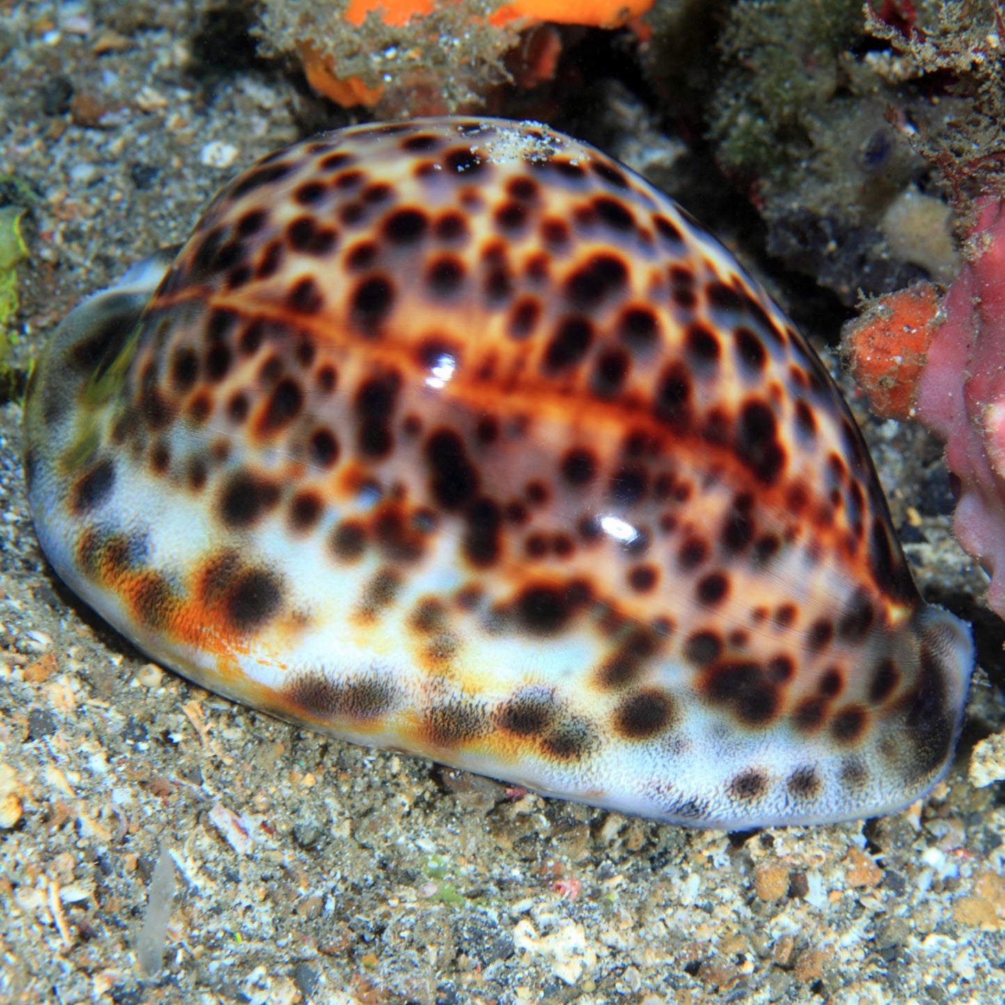 Tiger Cowrie Snail | Cypraea tigris