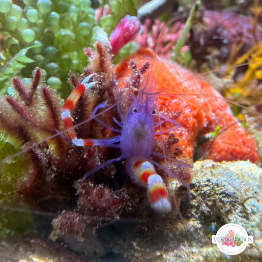 Blue Banded Coral Shrimp | Stenopus hispidus