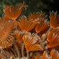 Mini Flame Feather Duster | Sabellidae spp.