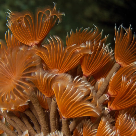 Mini Flame Feather Duster | Sabellidae spp.