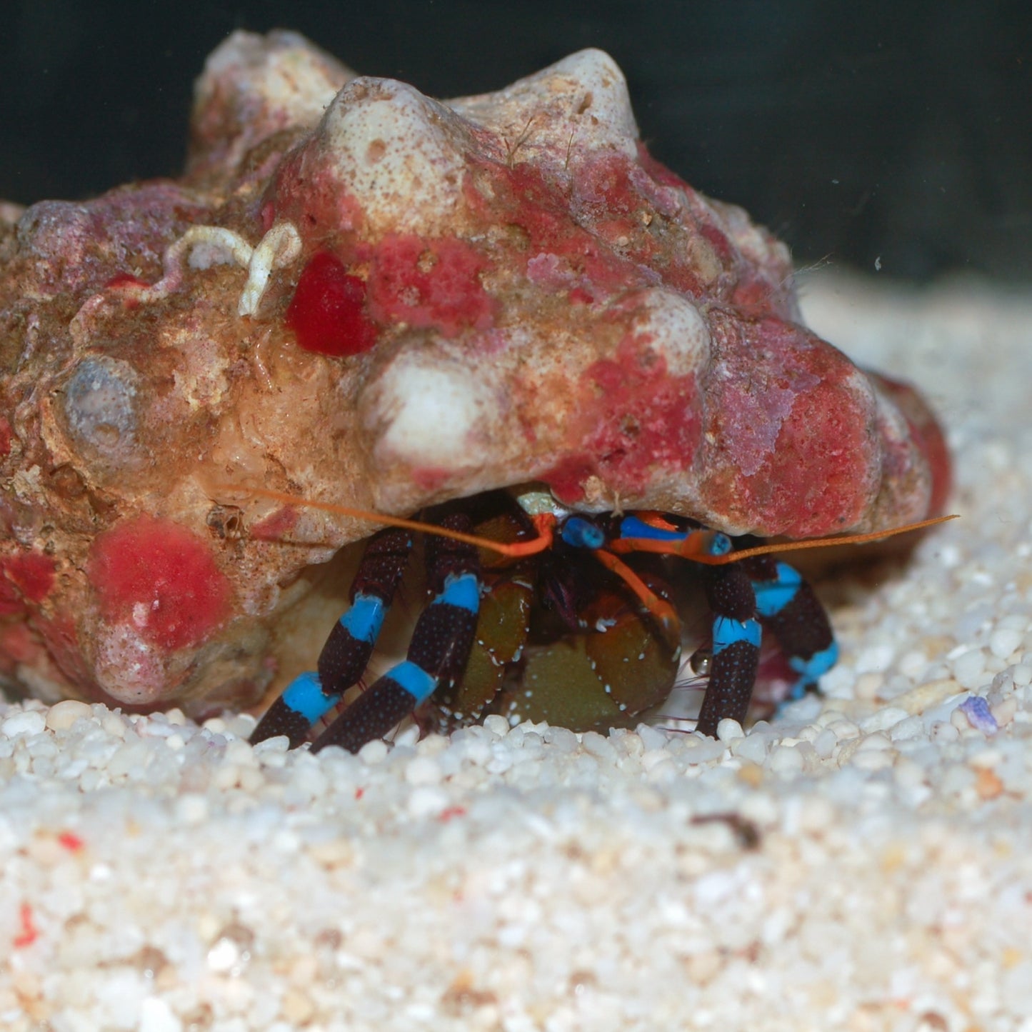 Electric Blue Knuckle Hermit Crab | Calcinus elegans
