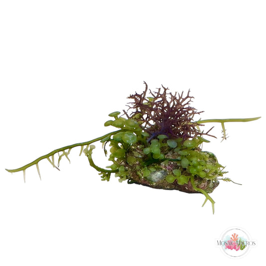 WYSWYG Caulerpa peltata & Blue Ochtodes (Naturally Attached to Rock)