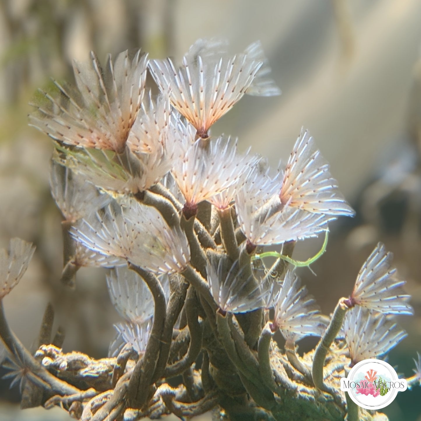 Cluster Duster | Sabellidae spp.
