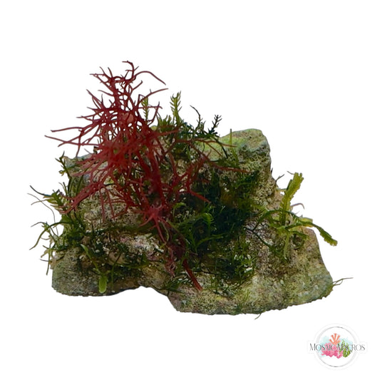 WYSWYG Caulerpa mexicana & Gracilaria (Naturally Attached to Rock)