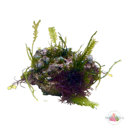 WYSWYG Caulerpa mexicana, Lobe Caulerpa, & Blue Ochtodes (Naturally Attached to Rock)