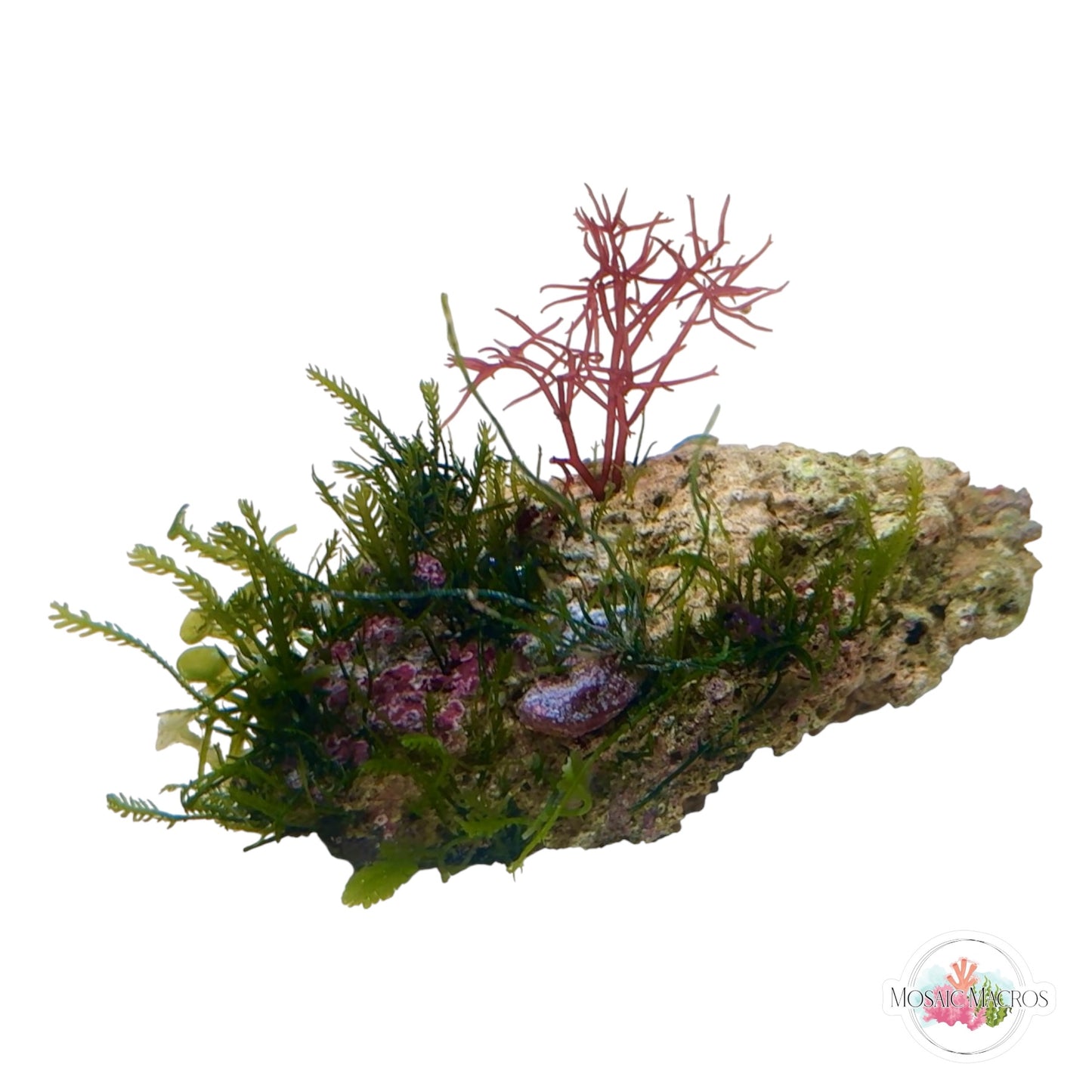 WYSWYG Caulerpa mexicana, Lobe Caulerpa, Caulerpa peltata, & Gracilaria (Naturally Attached to Rock)