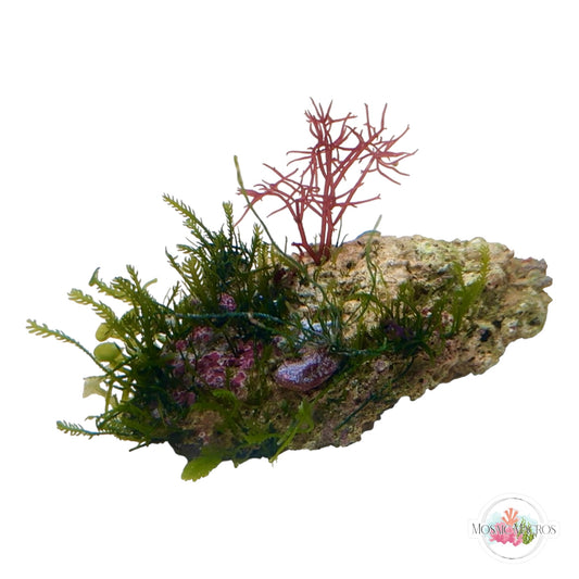 WYSWYG Caulerpa mexicana, Lobe Caulerpa, Caulerpa peltata, & Gracilaria (Naturally Attached to Rock)