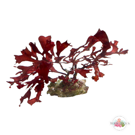 WYSWYG Crimson Hearts (Naturally Attached to Rock)