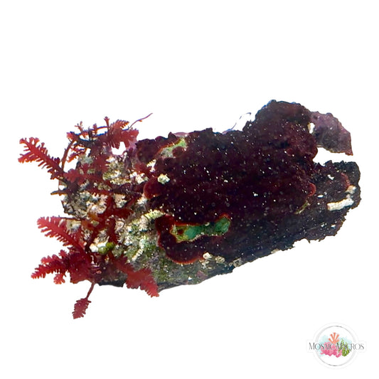 WYSWYG Red Fern Haliptilon & Red Plating Coralline (Naturally Attached to Rock)