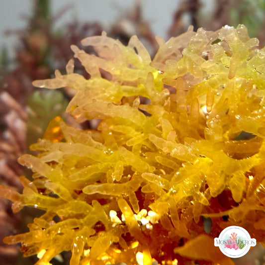 Gelatinous Bush Macroalgae | Unknown sp.