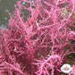 Pink Prickly Seaweed Macroalgae | Acanthophora sp.
