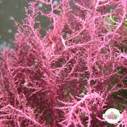 Pink Prickly Seaweed Macroalgae | Acanthophora sp.