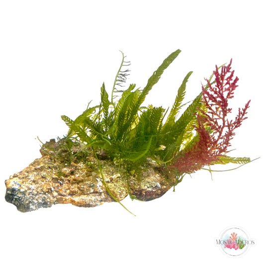 WYSWYG Acanthophora & Caulerpa (Naturally Attached to Rock)