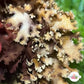 Mottled Halymenia Macroalgae | Halymenia maculata