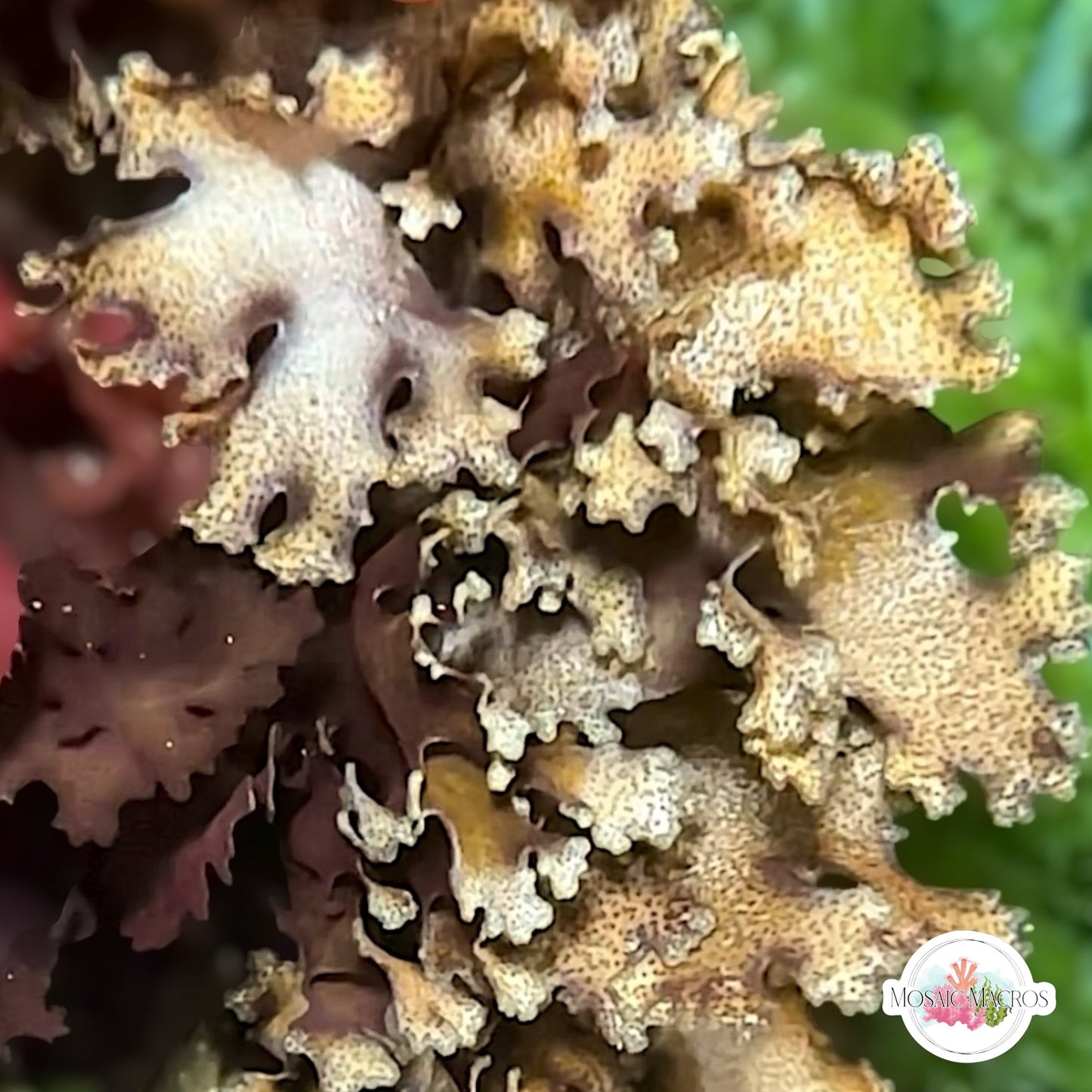 Mottled Halymenia Macroalgae | Halymenia maculata