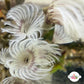 Mini Orchid Feather Duster | Sabellidae spp.