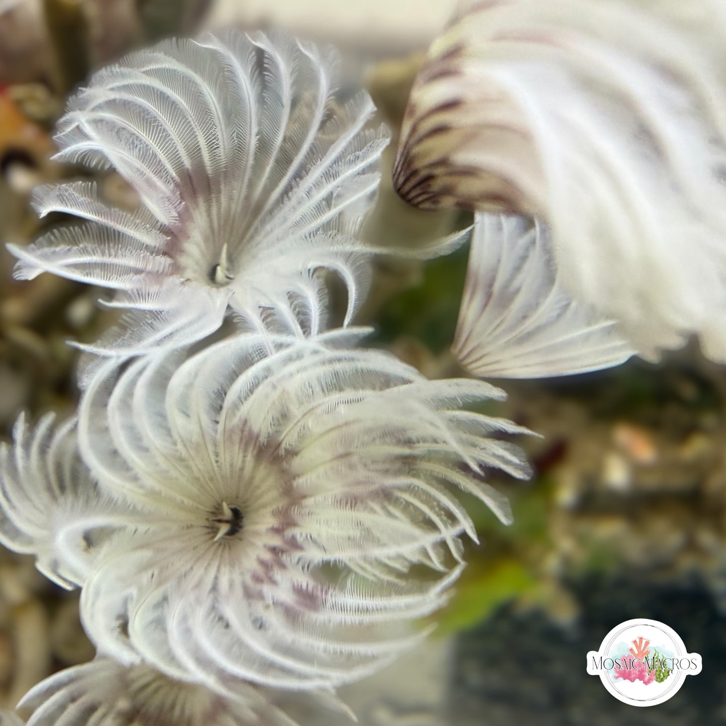 Mini Orchid Feather Duster | Sabellidae spp.