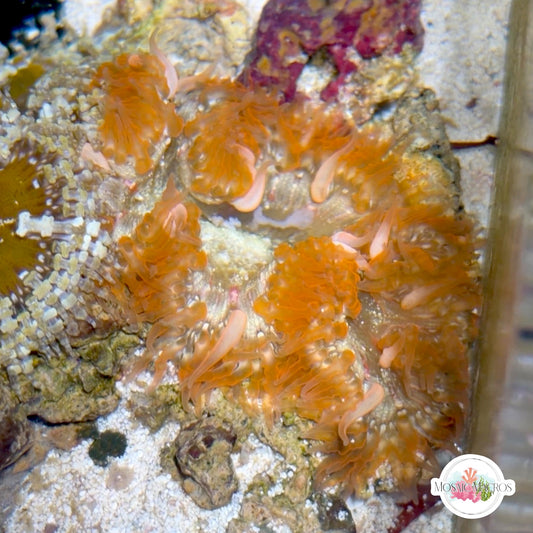 WYSWYG Ultra Rock Flower Anemone | Phymanthus crucifer