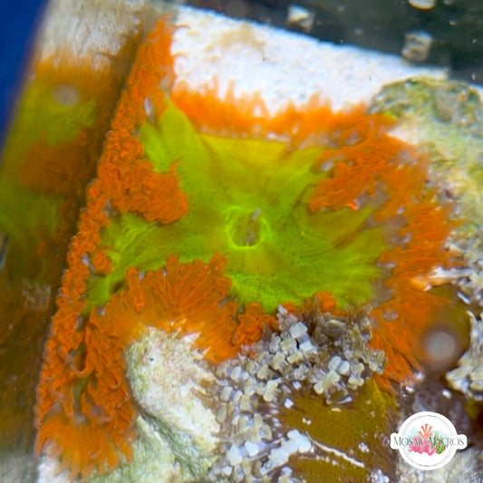 WYSWYG Ultra Rock Flower Anemone | Phymanthus crucifer