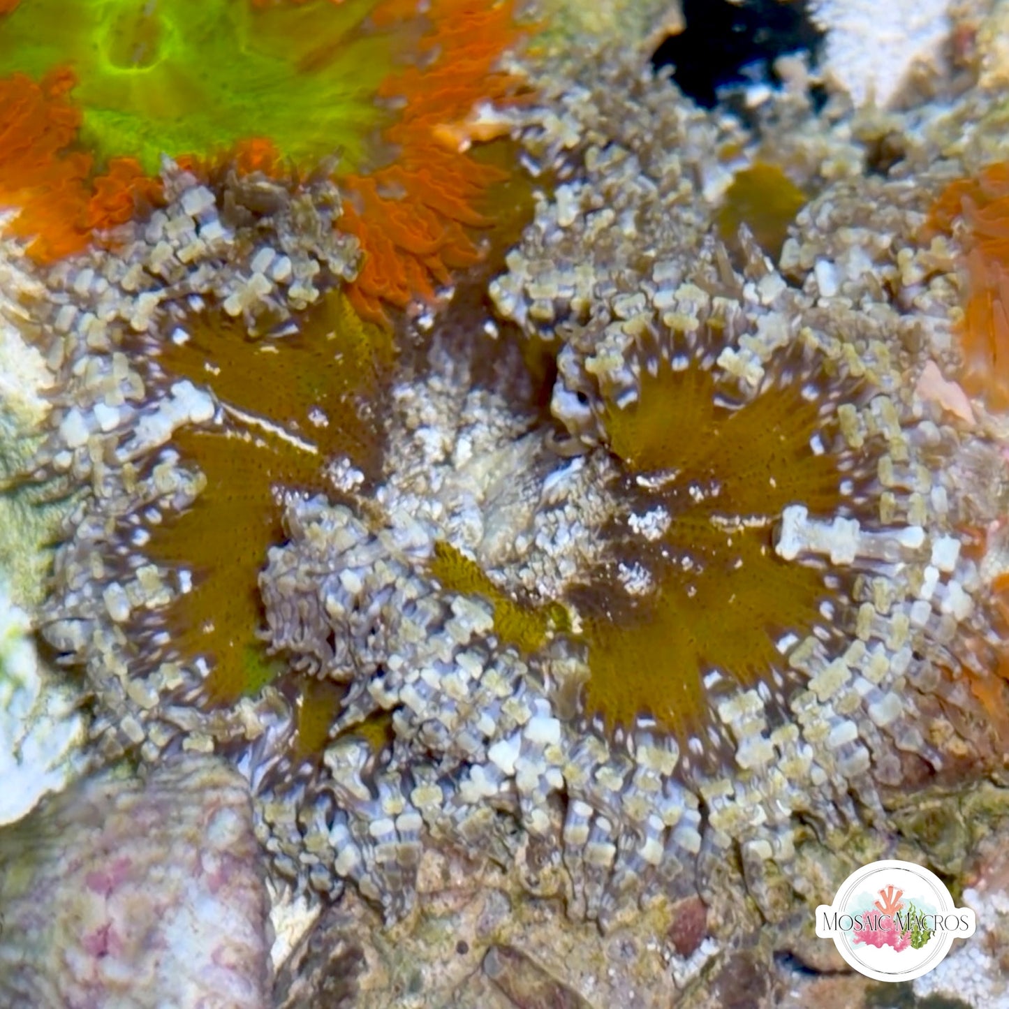 Ultra Rock Flower Anemone | Phymanthus crucifer